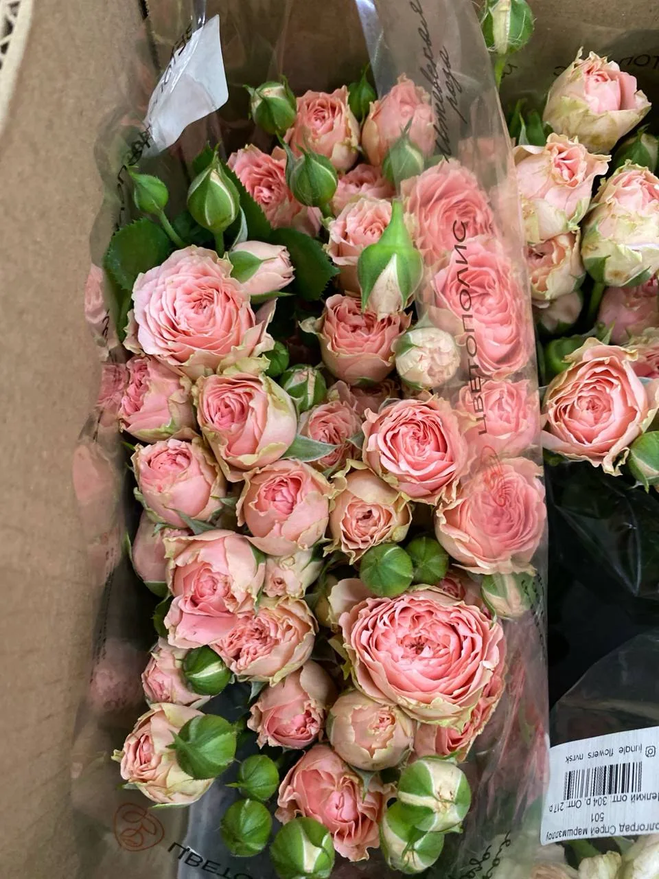 Завтра получаем свежий цветок 🌷🌺🌸🌼🌹🥀🌼🌸