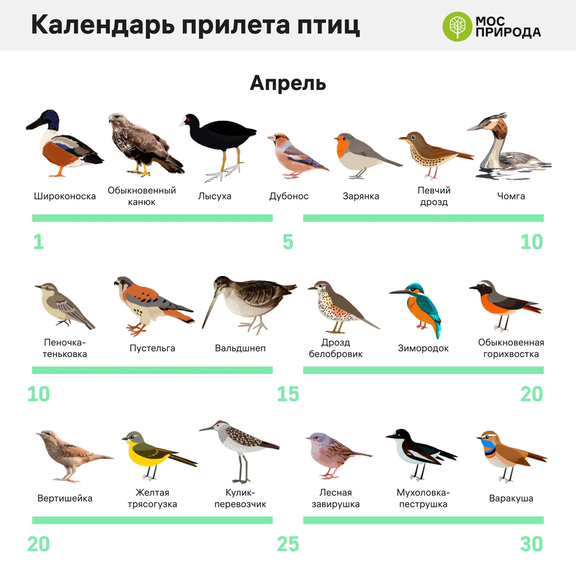 Весна уже скоро, а значит юным натуралистам пора готовиться к наблюдению за птицами, возвращающимися