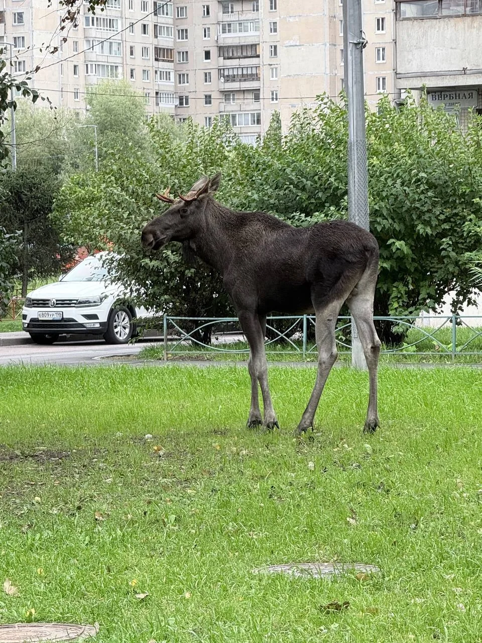 Молодой лось #прямосейчас гуляет по Приморскому району ⚡️
