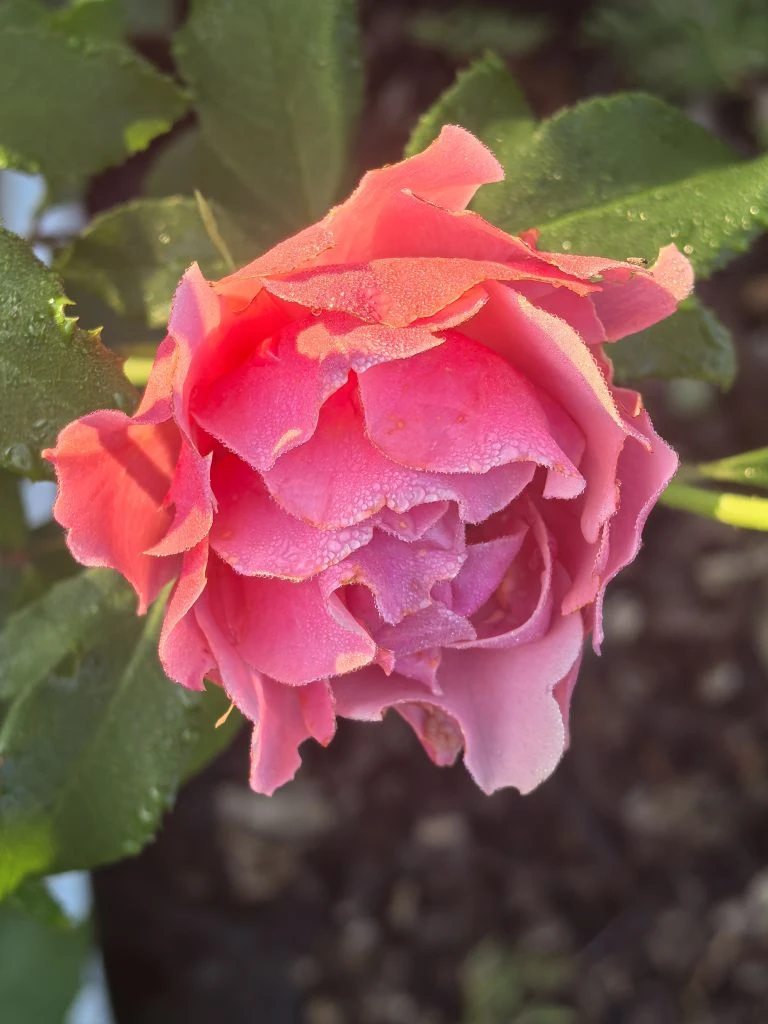 ▌ 🌹 Роза постоянного цветения для вашего сада