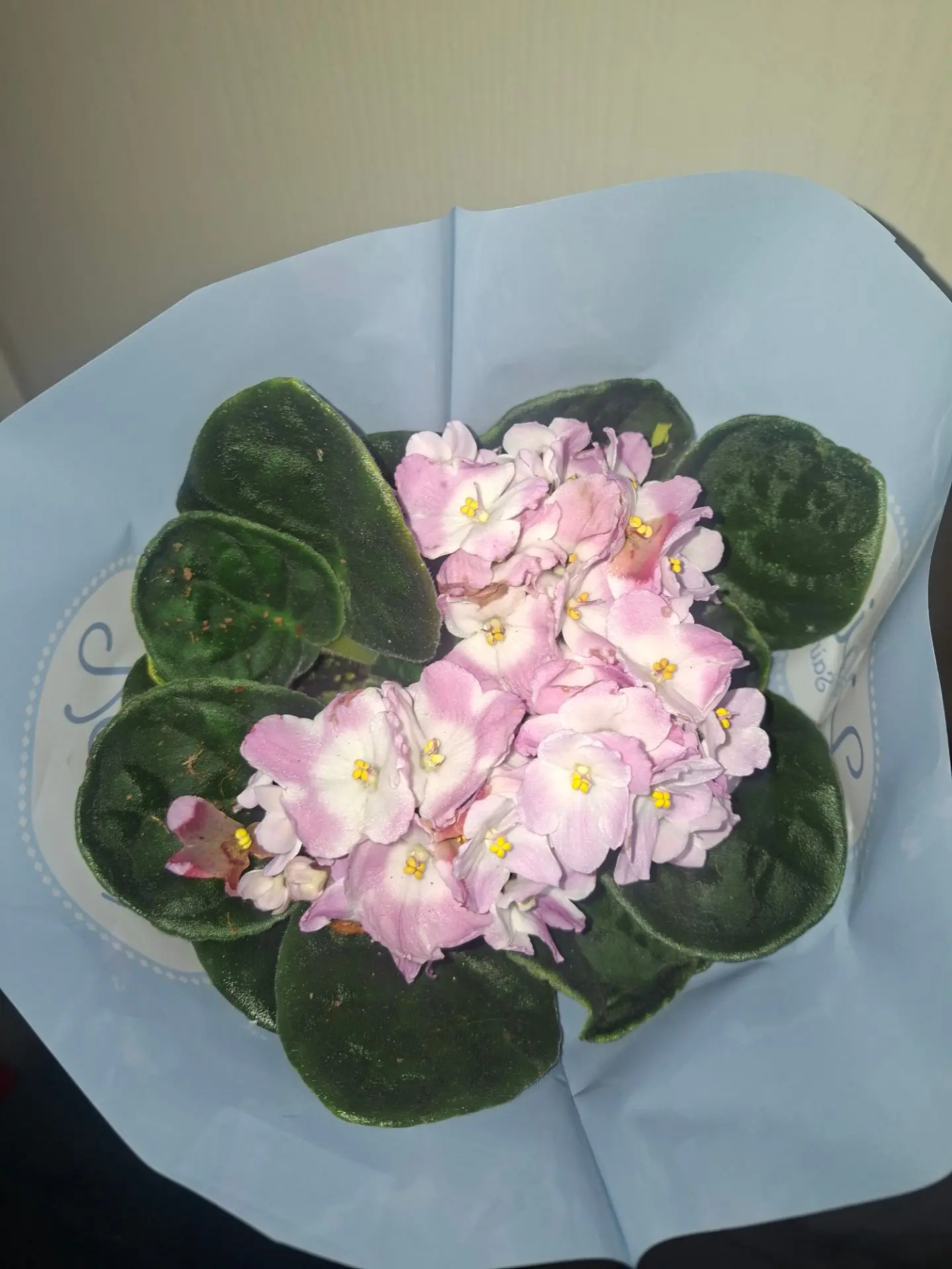 🌸💜 Фиалка — маленькая, но такая нежная!