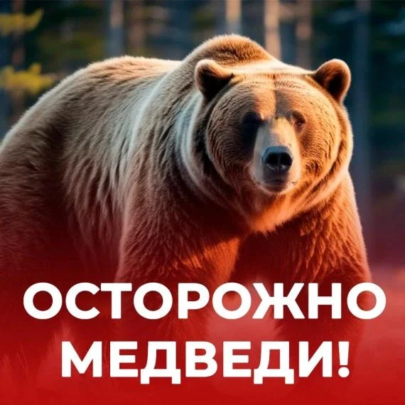 ВНИМАНИЕ: участились случаи выхода бурых медведей в населённые пункты вблизи СТЦ «Тея»