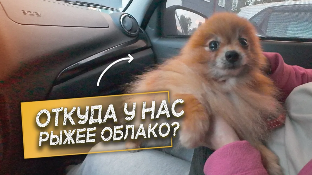 «Пушистый спецвыпуск!»
Хей, пушистохранители! 🐾
Вчерашний сюжет на YouTube — теперь уютно устроился