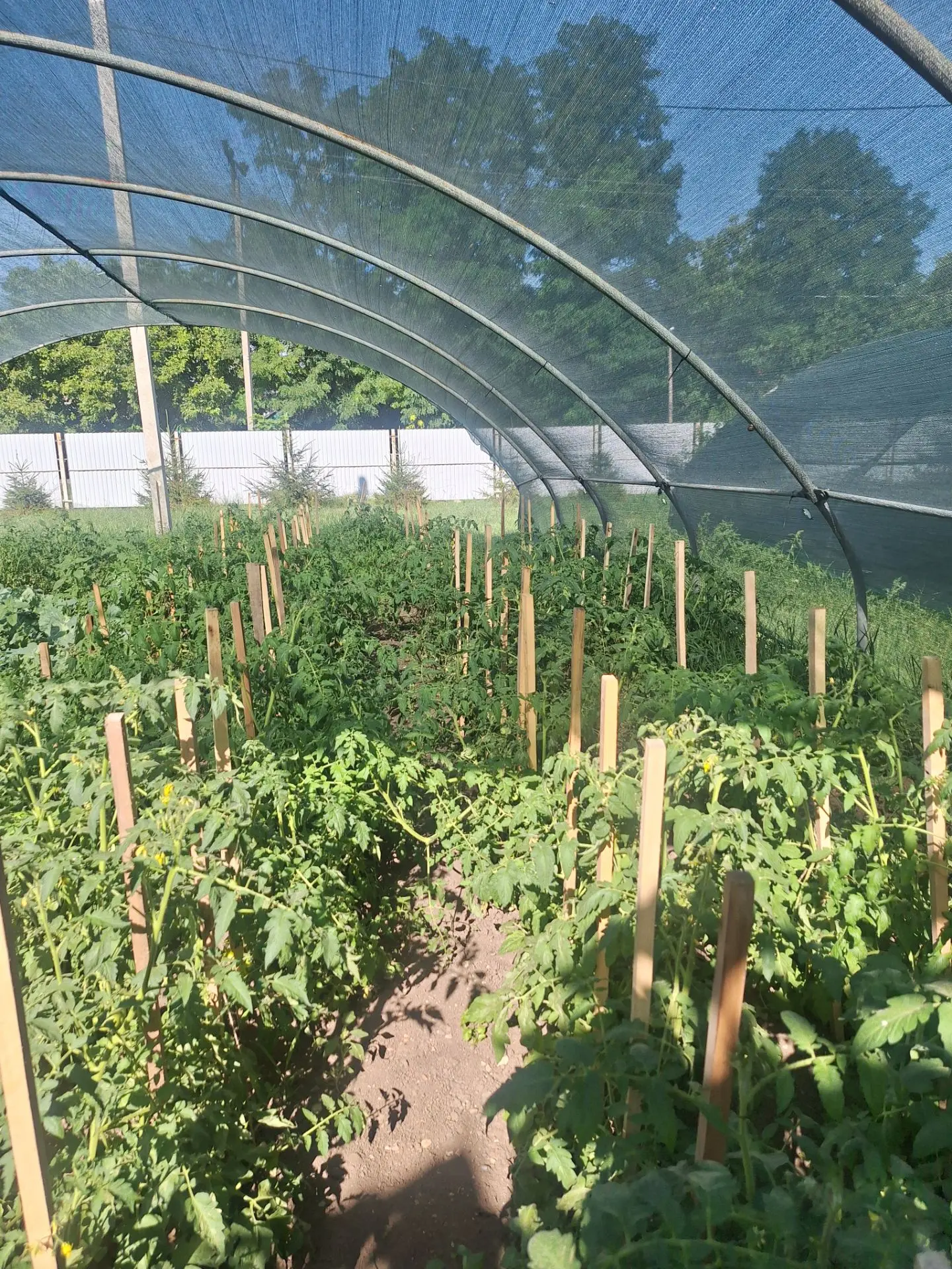 АГРОШКОЛА В ДЕЙСТВИИ! 
🌱В рамках проекта "Нужны селекционеры"   наши агроклассники работают в тепли