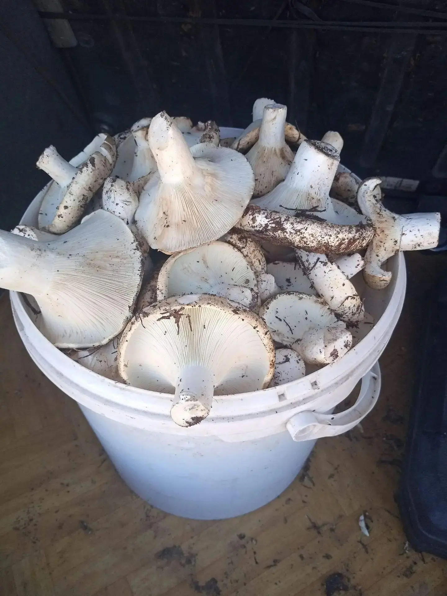 🍄Зауральцы собирают последние грибочки
