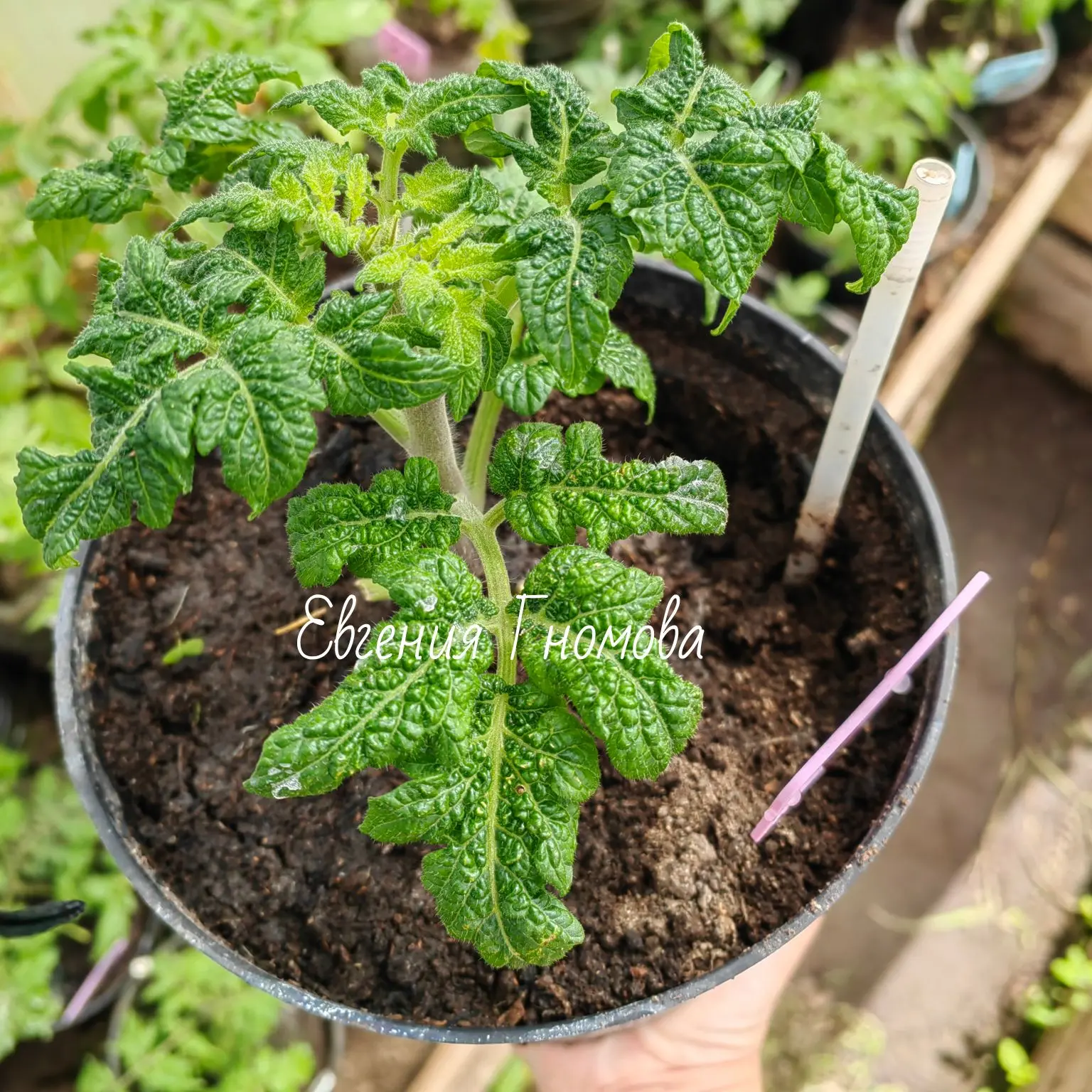 🪴🍅Микрогномы и горшечные сорта🍅🪴