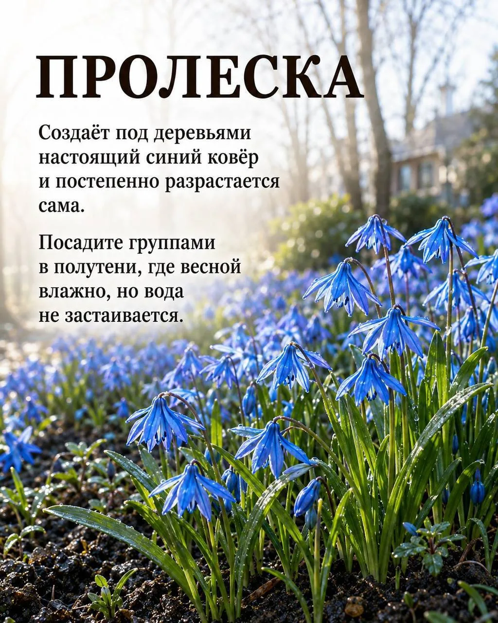 Изображение 5 к публикации «Моя Дача»