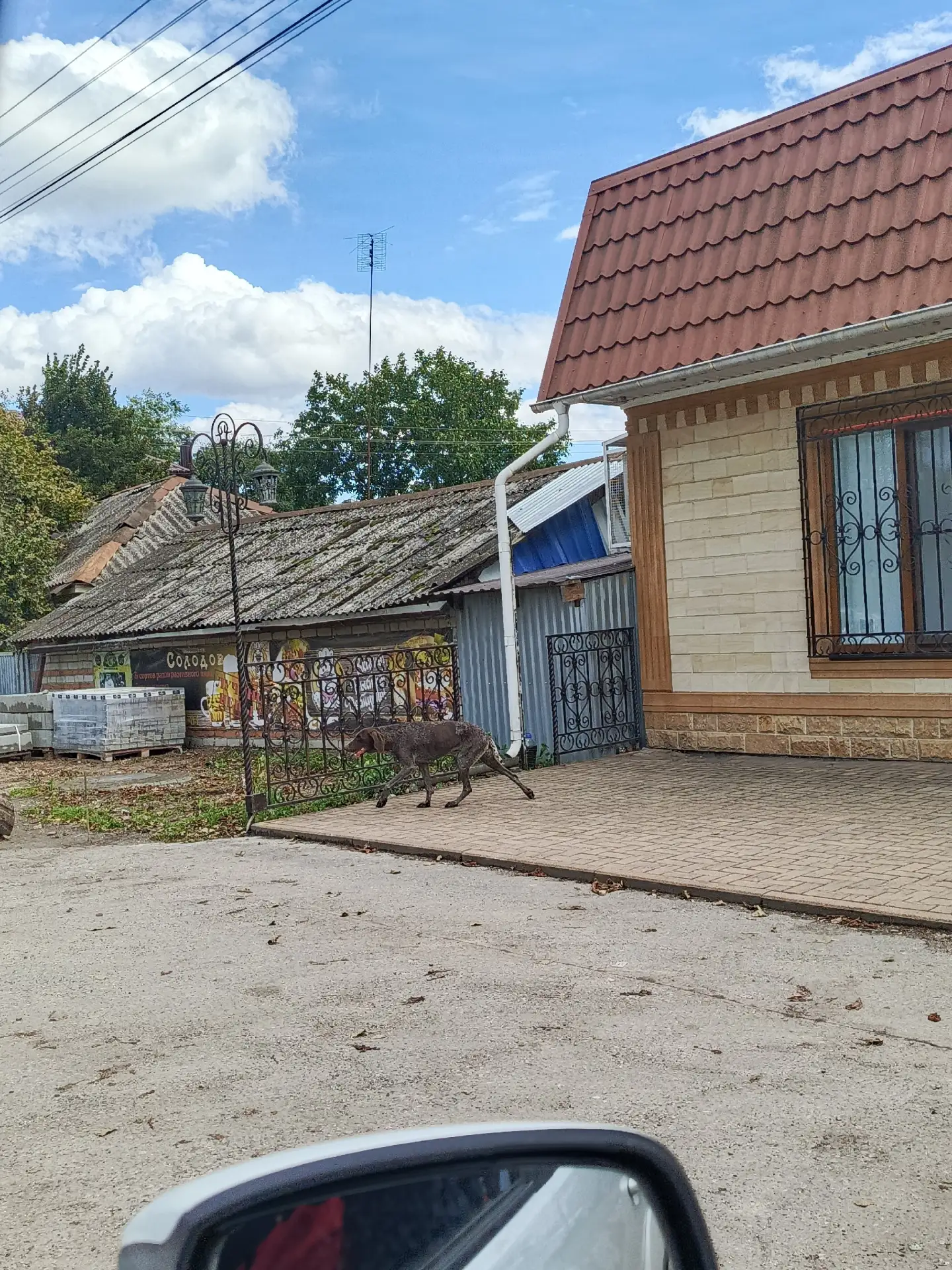 Кто потерял? Сука курцхара бегала около "Солодова", видно, молодая. Заберите кто-нибудь...