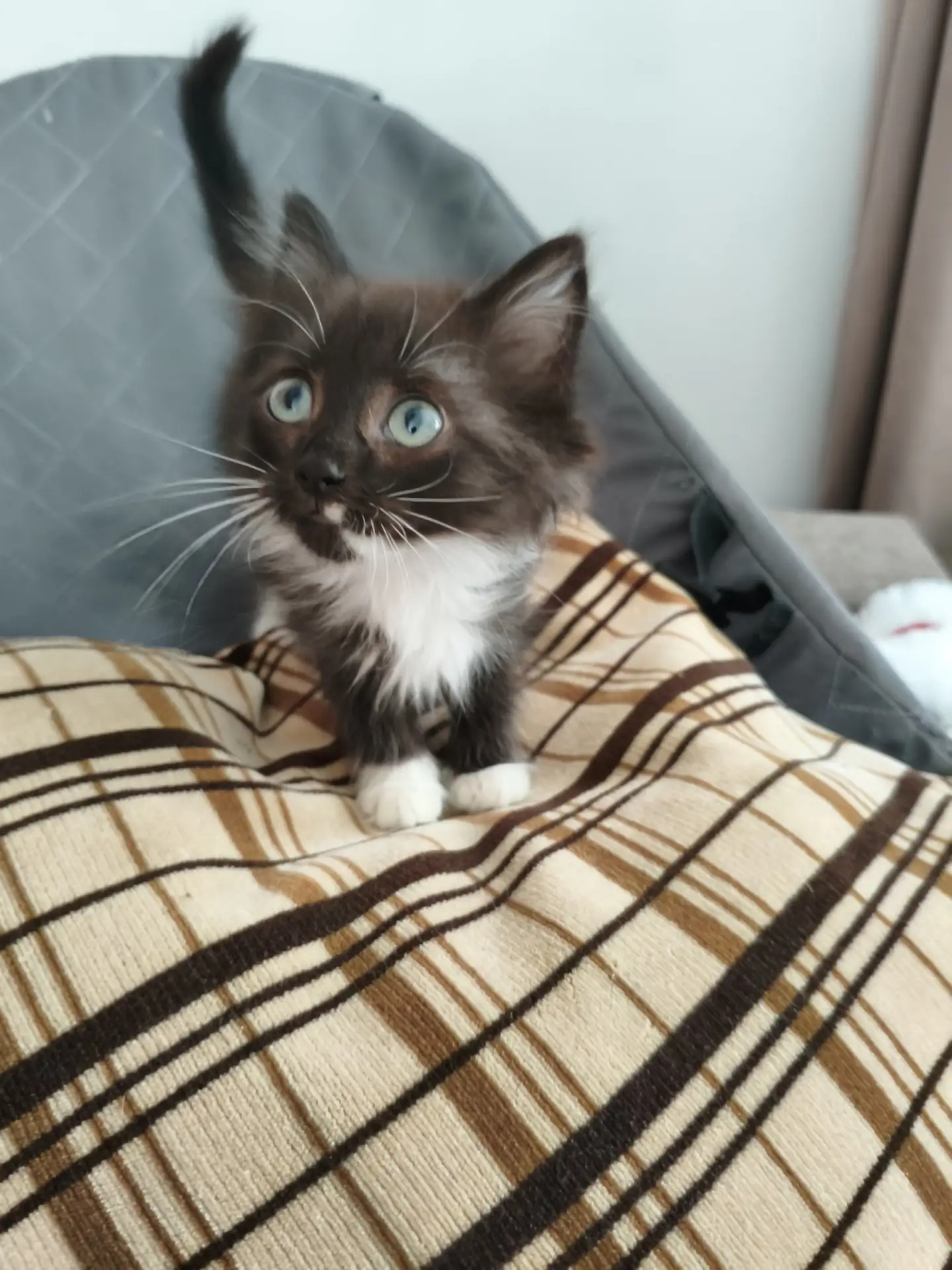 Кошечка в добрые руки ❤