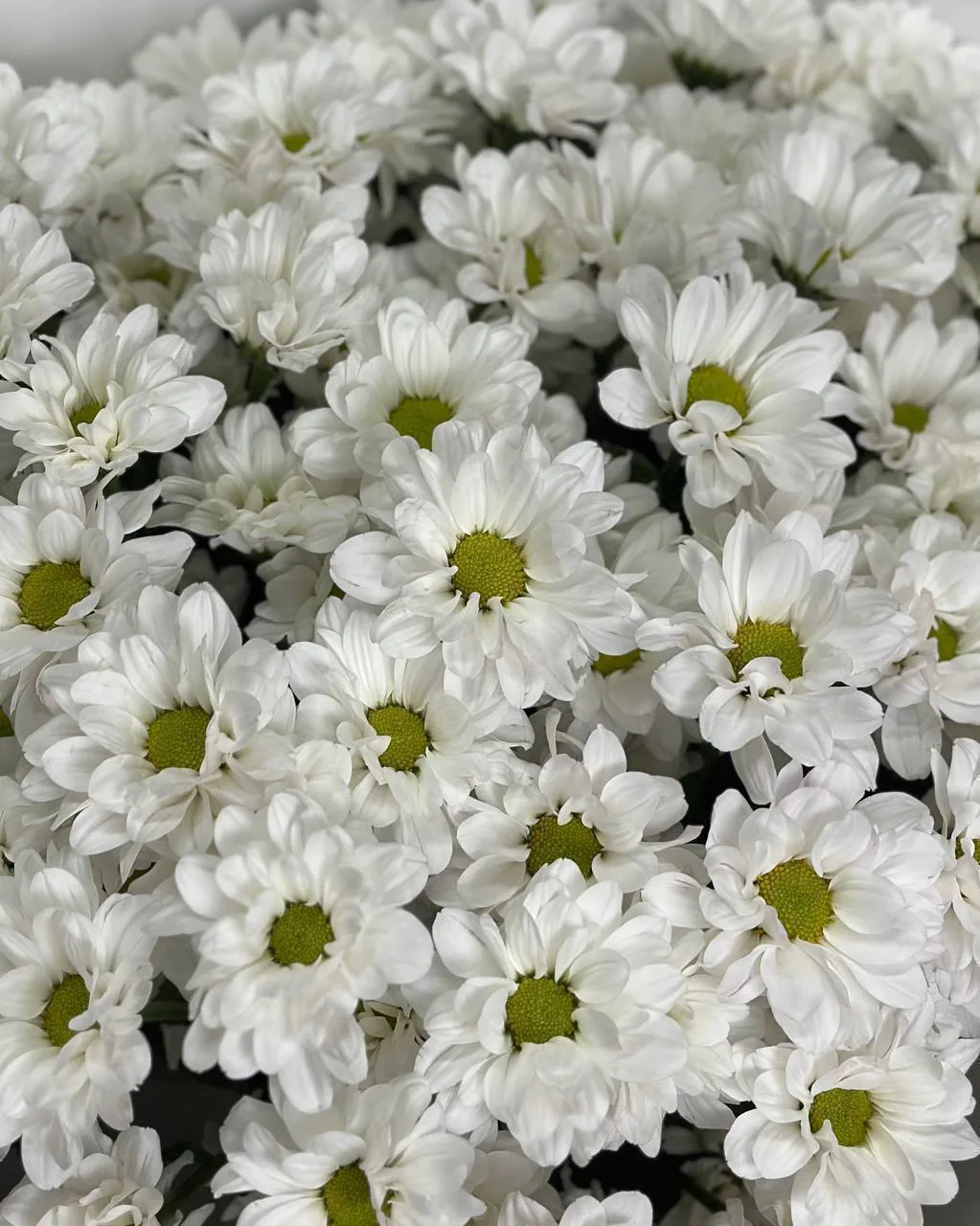 Пушистые веточки кустовой хризантемы сегодня по специальной цене🌼