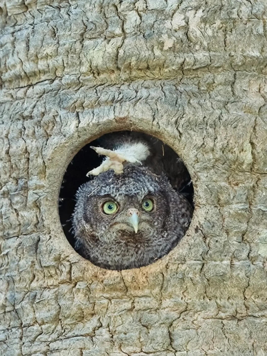 В тесноте, да не в обиде 😁

Совушки 🦉
