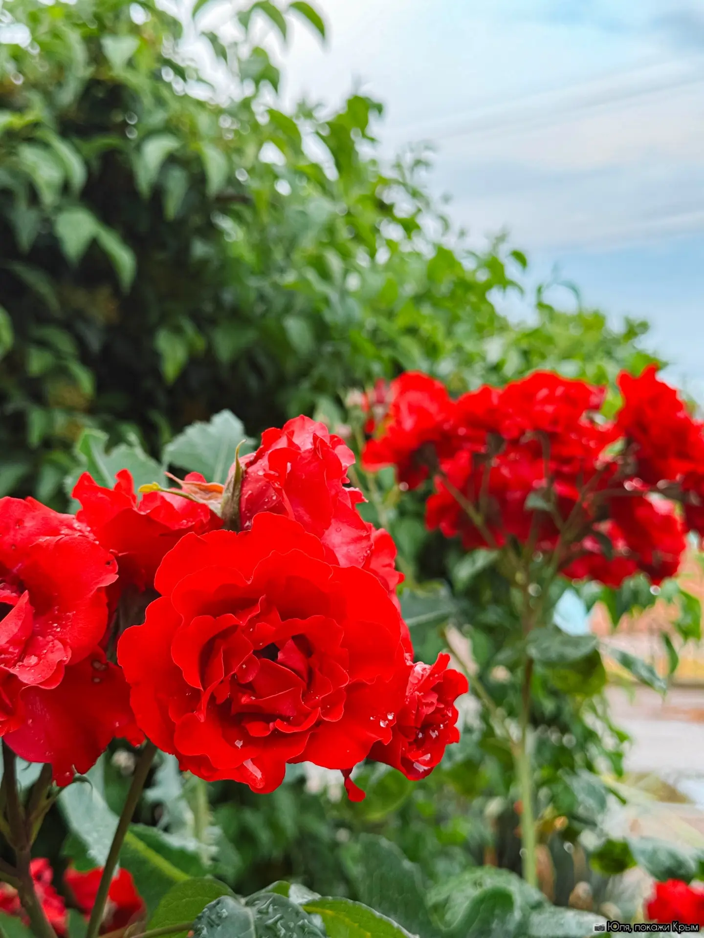 Как же красив цветущий Джанкой после дождя 🥰