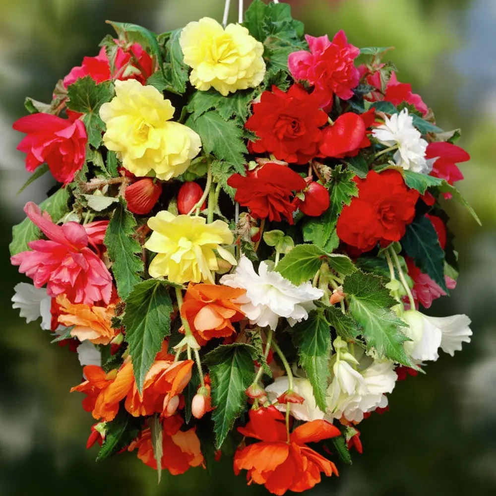 Новинки клубневых бегоний для вдохновения! 🌺  Готовы превратить балкон, террасу или клумбу в выставк