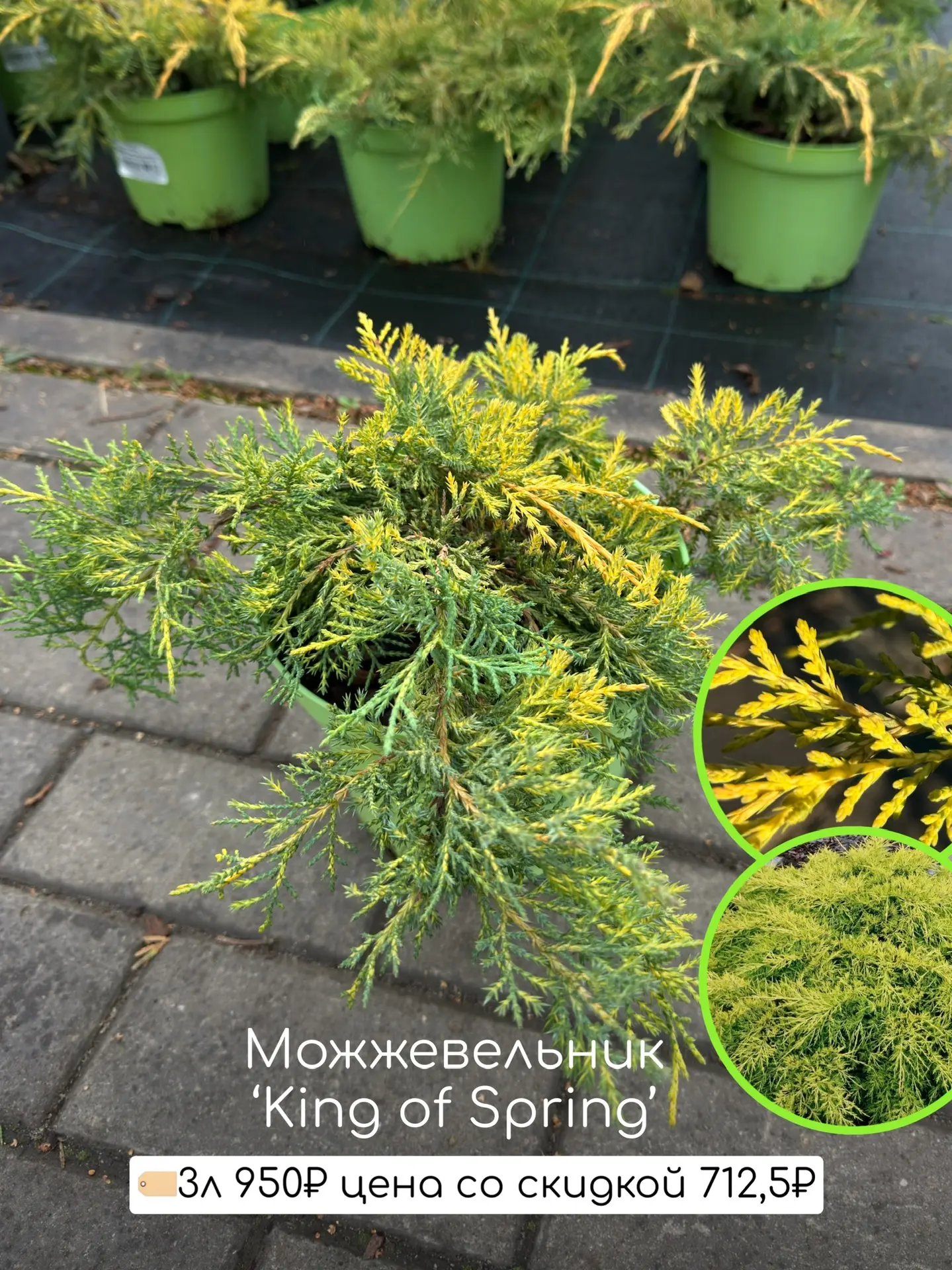 Самые популярные сорта  Со скидкой 25% много сортов! И интересные и новые и самые топовые!   Вот про