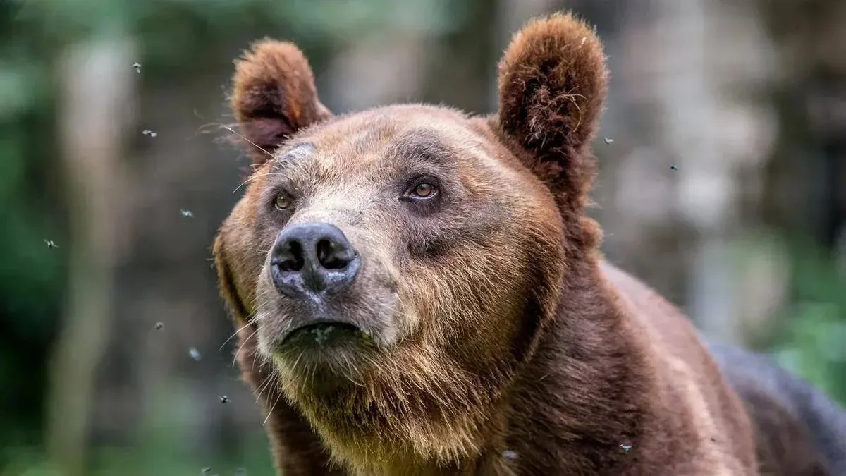 🐻 Около 80 бурых медведей могут обитать в подмосковных лесах, — Росприроднадзор.