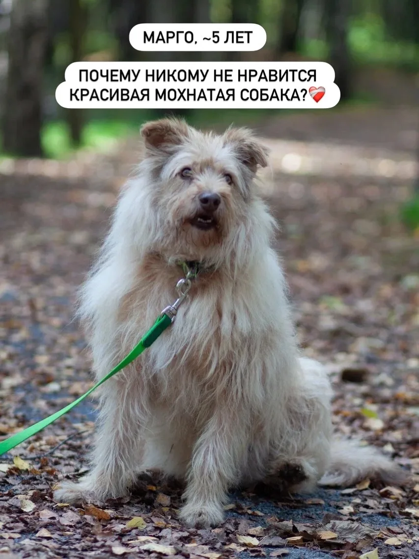 Маргоша ищет семью❤️