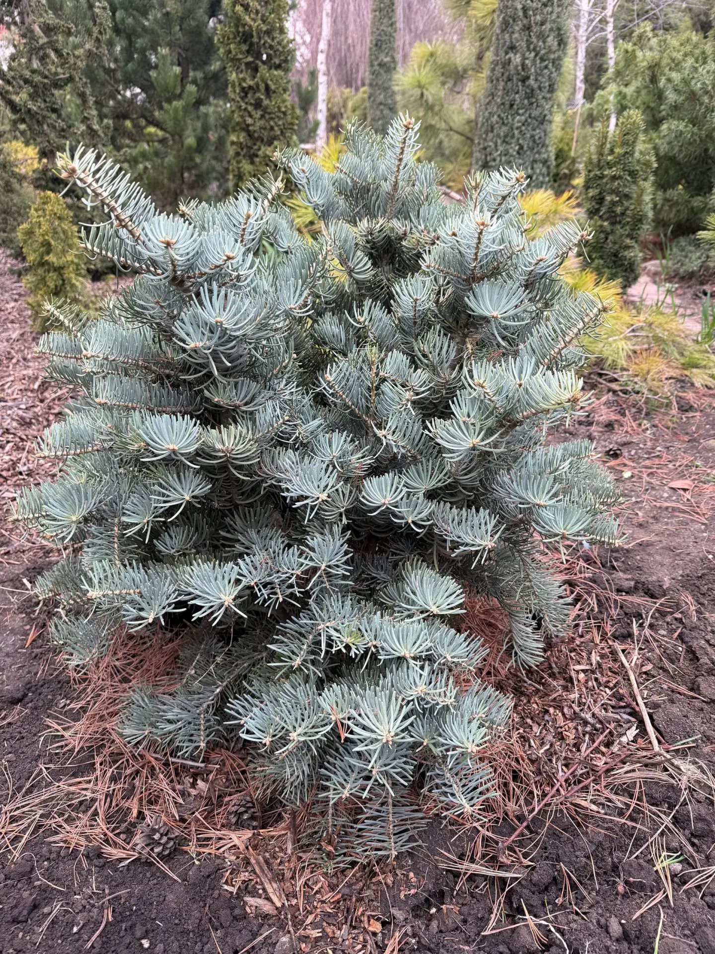 Abies concolor 'Compacta'