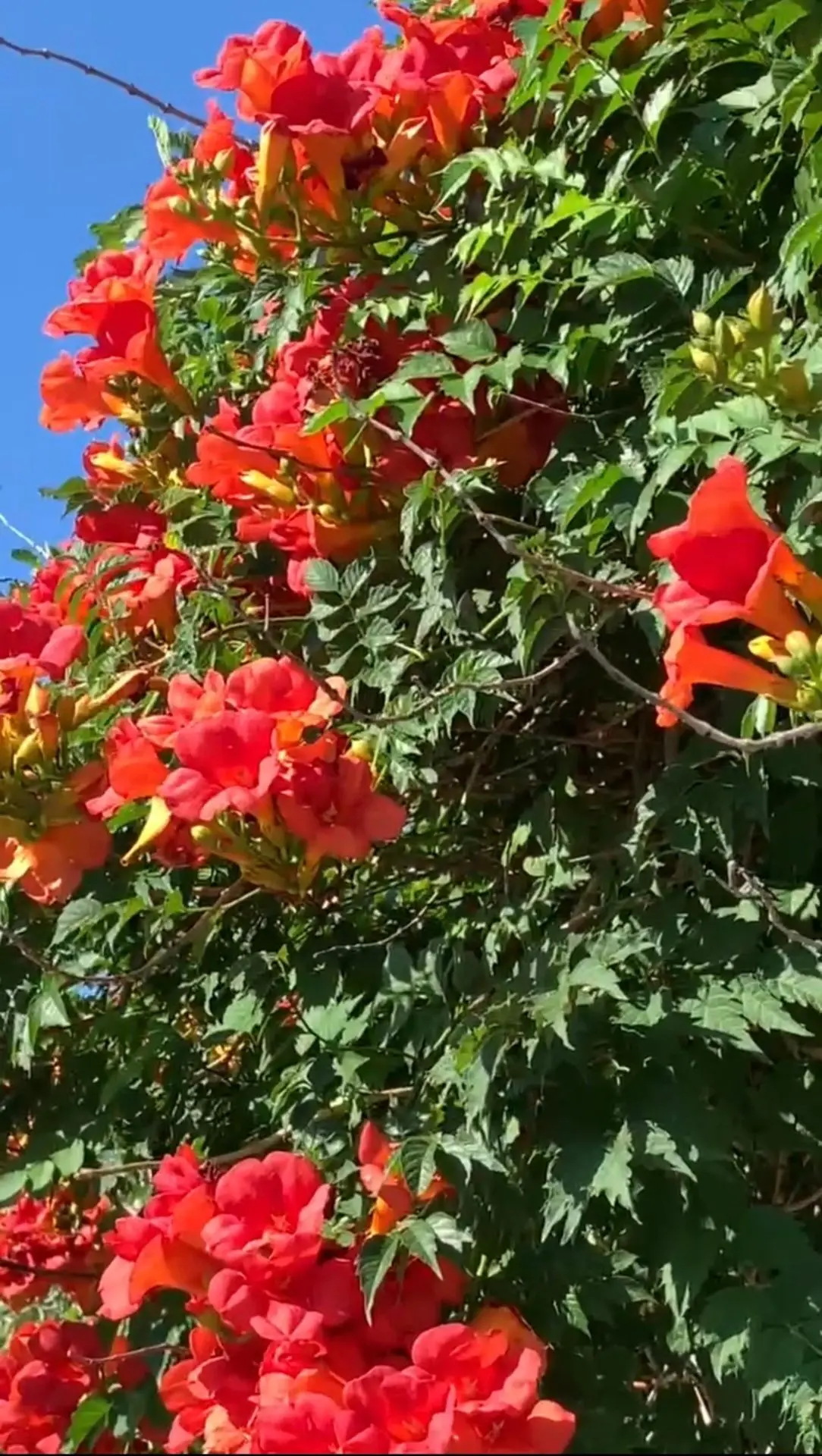 🌺 В Геленджике сейчас во всей красе цветет кампсис - одна из самых эффектных летних лиан.