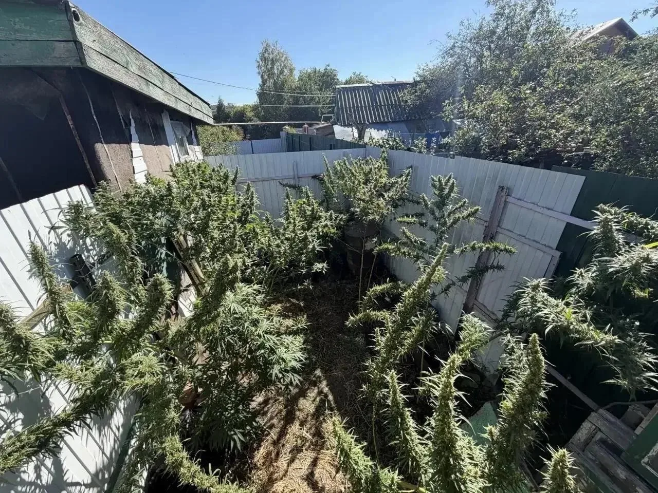 В Курском районе правоохранители задержали 36-летнего местного жителя, выращивавшего ко...