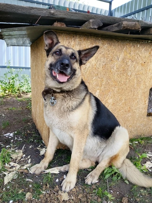 Срочно нужен дом!! 🐕🏡 
Молодая собака Маша. 
Ей года 2 ей примерно. Стерилизована! У нее следы зас