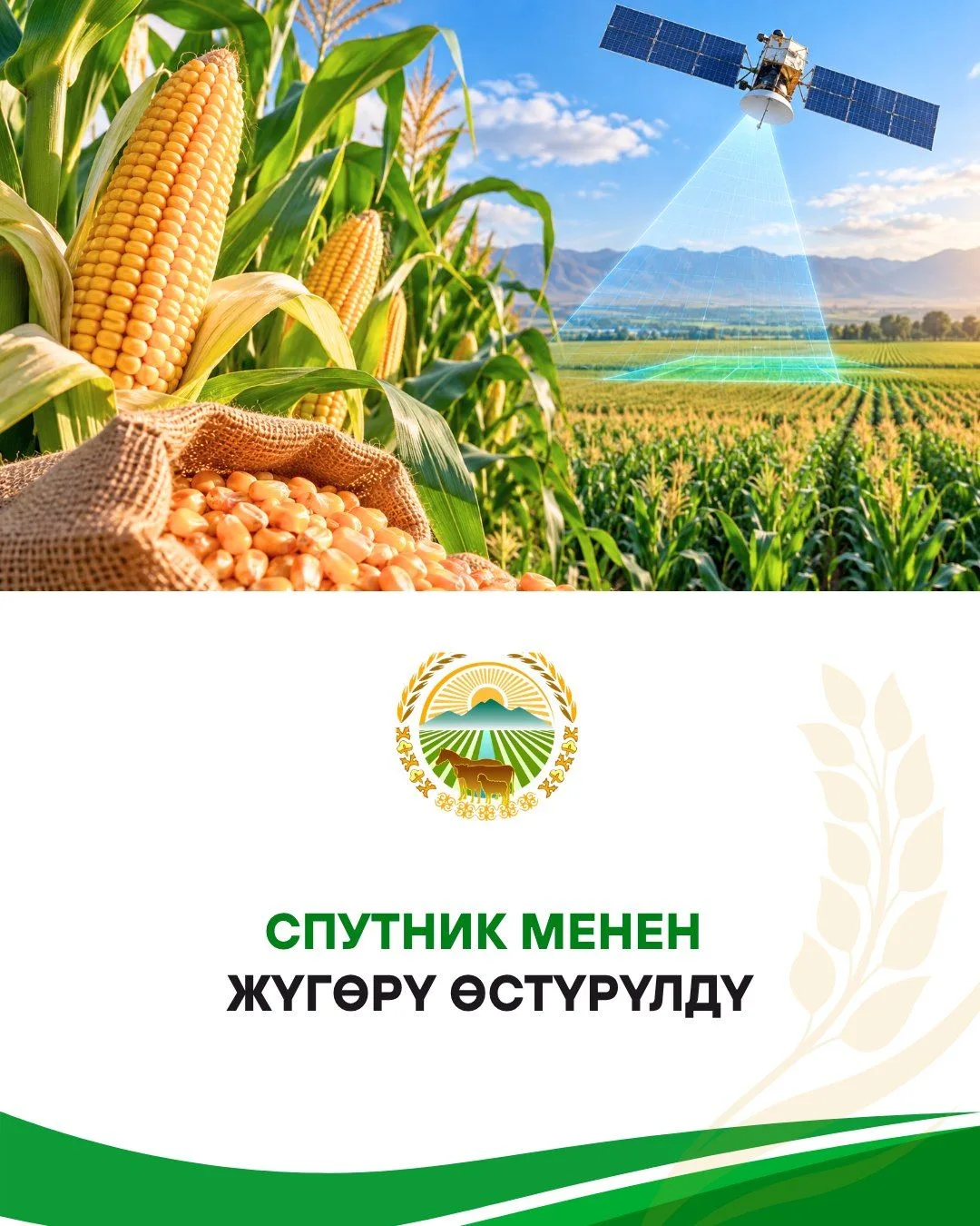 В Кыргызстане с помощью ИИ и спутниковых данных начали выращивать кукурузу и подсолнечник