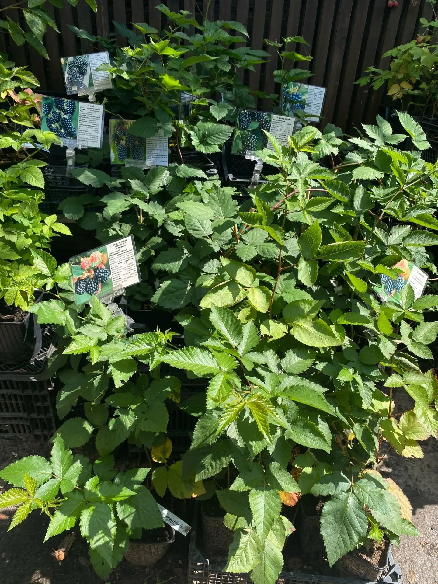 🌱Посадите себе ЕЖЕВИКУ! Вам понравится! 🤤
Ежевика на участке созревает обычно с середины лета и ра