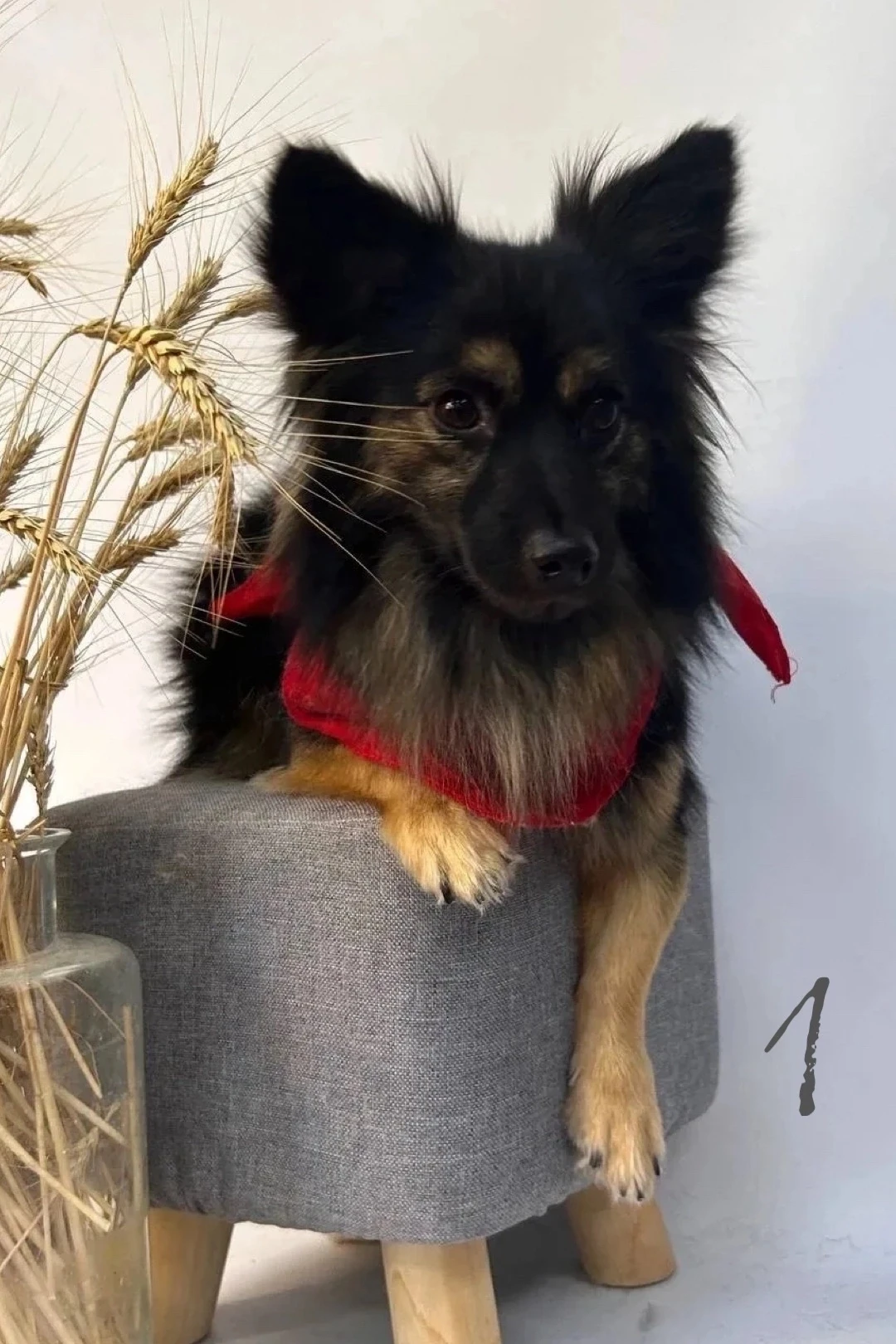 Финальная часть нашей собачьей фотоподборки!  🐶