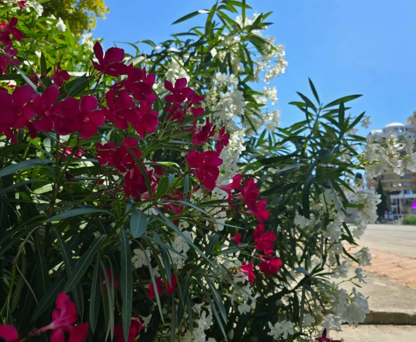 Доброе утро, сочинцы и гости курорта!

Прогноз погоды на курорте на сегодня:

☀️☀️☀️

⛅️ малооблачно