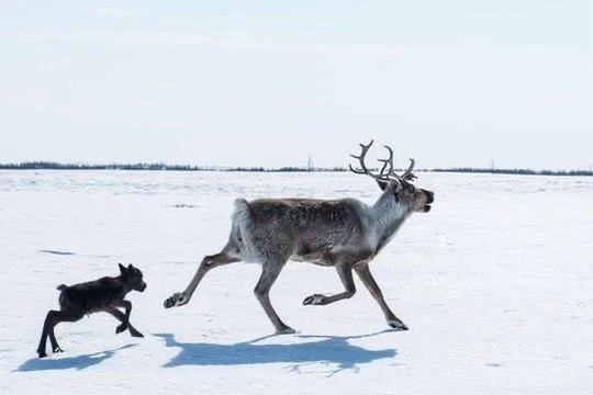 🦌 Олени 

Оленеводы Чукотки завершили сезон отёла с отличным результатом: план по приплоду перевыпо