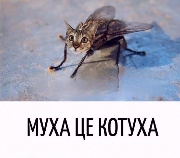 Подпишись на юмор 😂