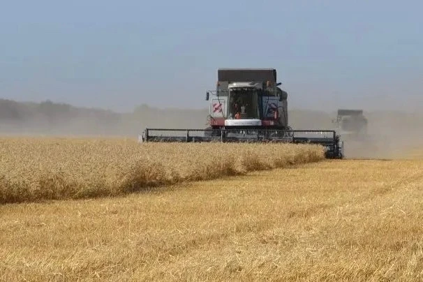 🌾 В Омской области почти завершили уборку зерна
