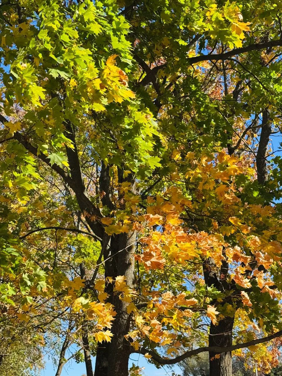🍂Осень в Большом Болдино совсем не назовешь унылой порой