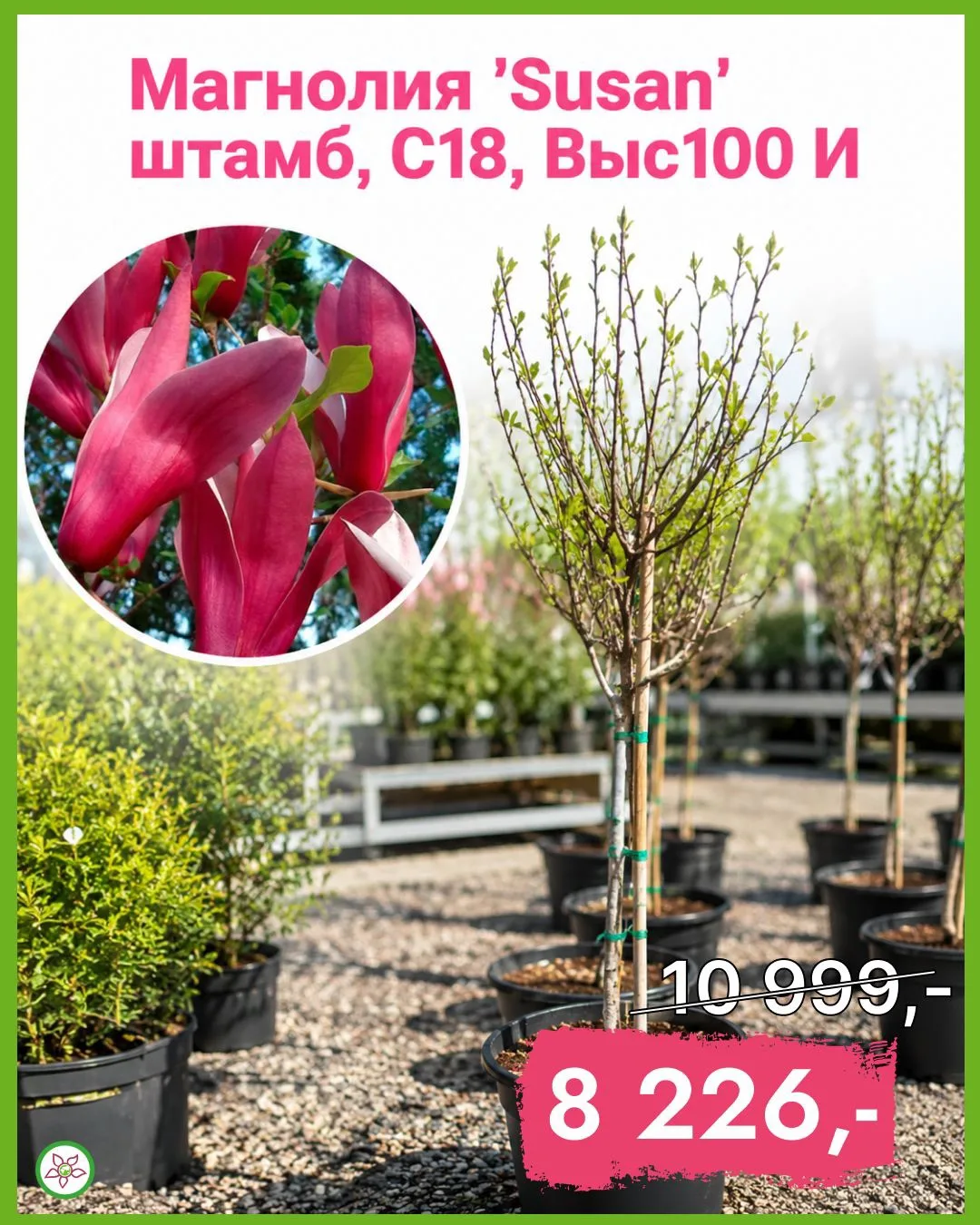 Добавьте изысканности в ваш сад с великолепной магнолией! 🌳💖