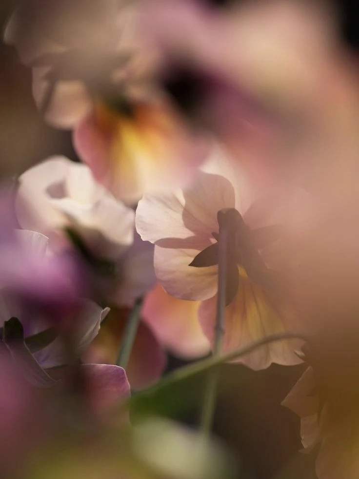 🌱Разве не природа — главный колорист, которому хочется доверять безоговорочно?

Летний сад, поле на