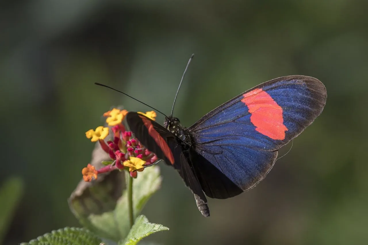 🦋Бабочки могут раскрыть секрет долголетия