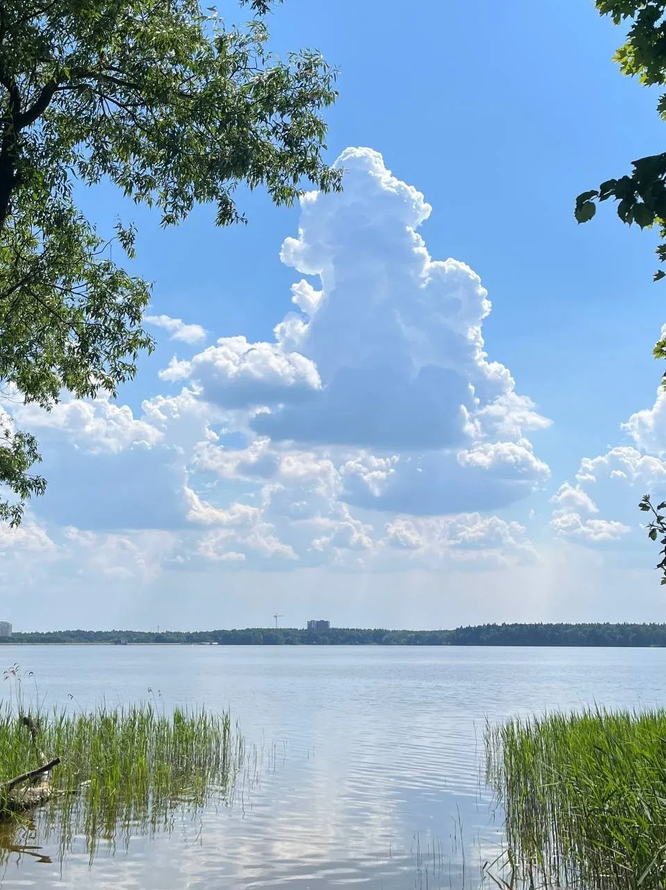 Лето в Пушкино☀🌸🌿
