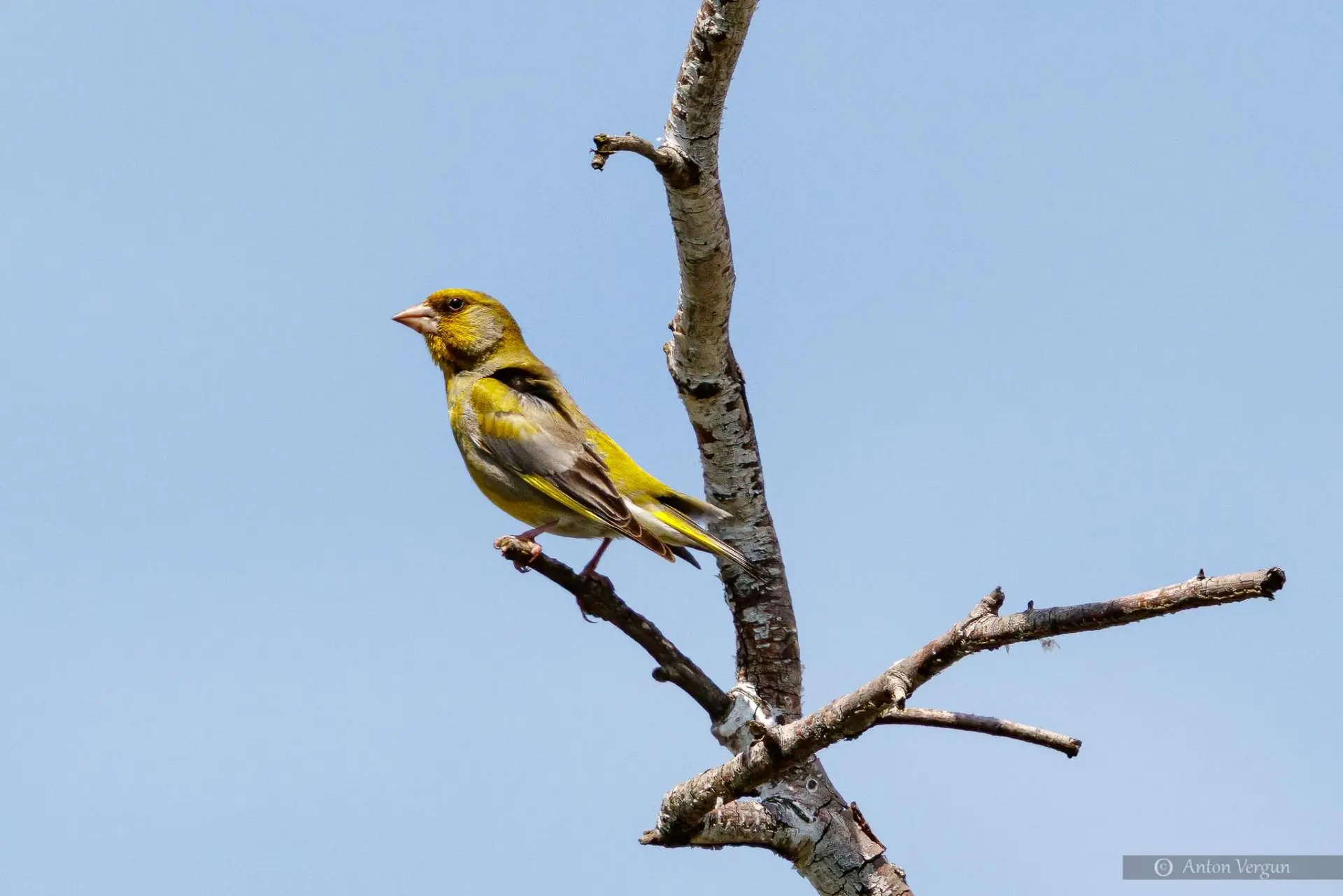Фотограф «Фонаря» Антон Вергун прислал новое фото щегла-зеленушки 🐦