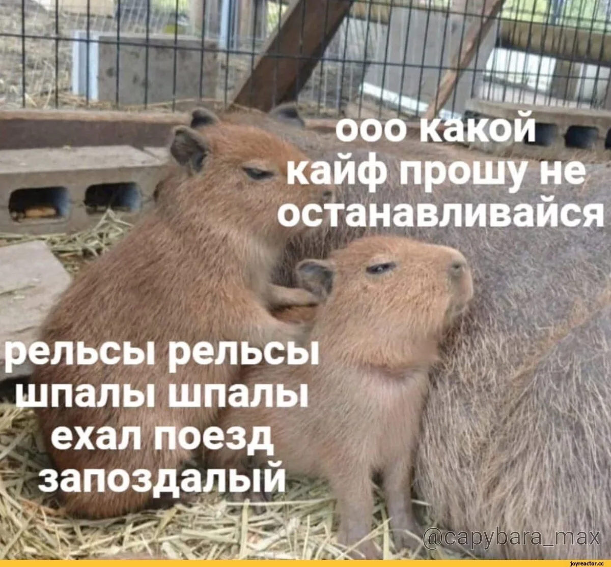 КАПИБАРА МАХ

Перешли другу!