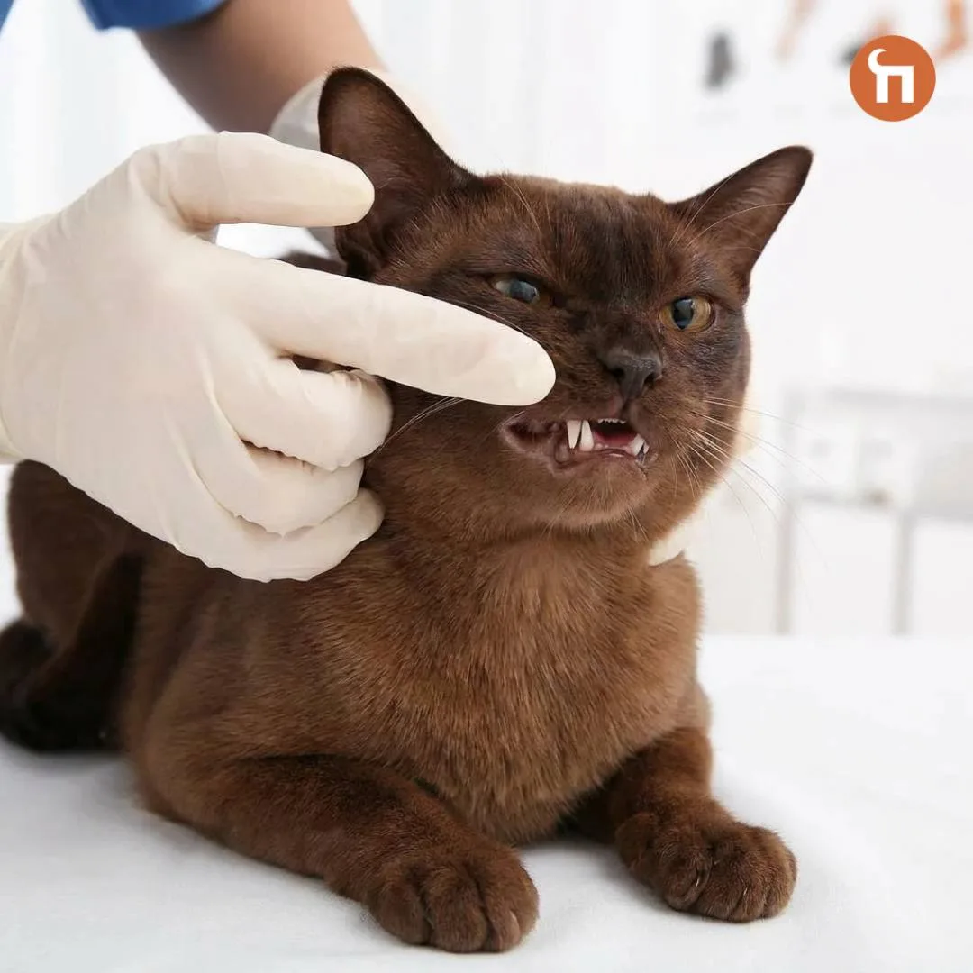 🙀От чего страдают кошки с возрастом чаще всего?

Британские ученые 7 лет наблюдали за 209 кошками и
