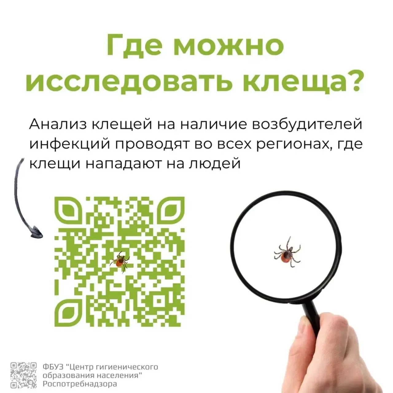 🤔Что делать, если присосался клещ?  Весна и лето - не только тепло, но и риск встречи с клещами. Эти