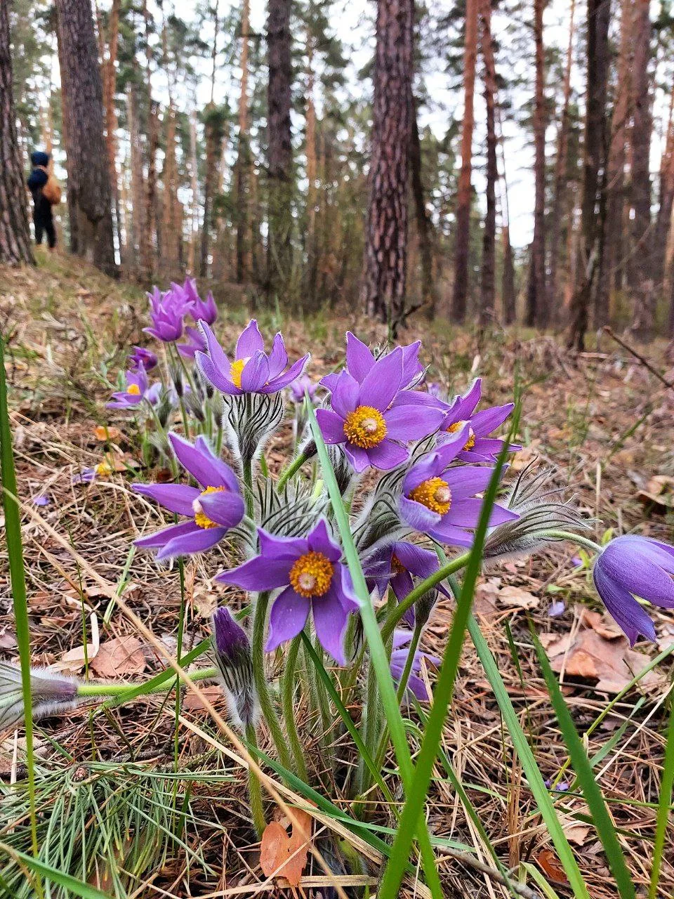🌸 Весенняя магия в лесах Воронежа! 🌿  Друзья, наступила та самая волшебная пора, когда наши леса укр