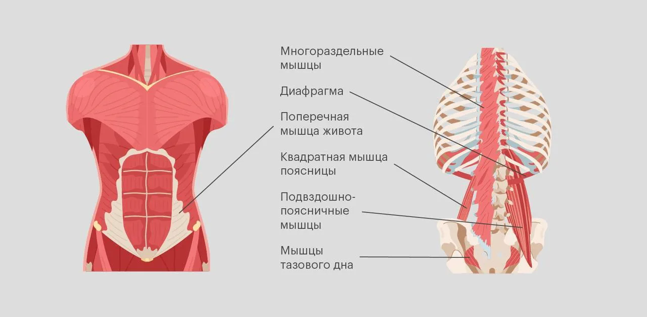 Плоский живот начинается не с пресса