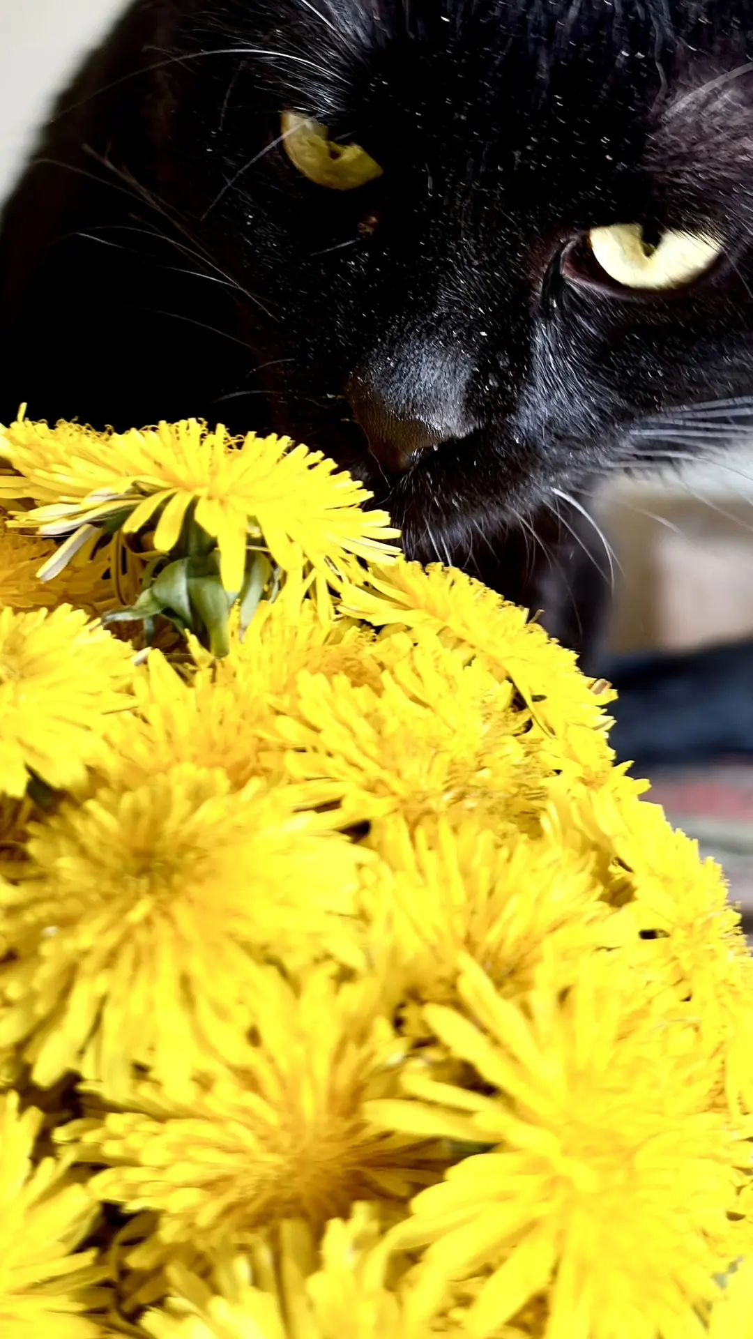 🌼 Одуванчик: бот, который захватит мир, но ему лень 🌼😀