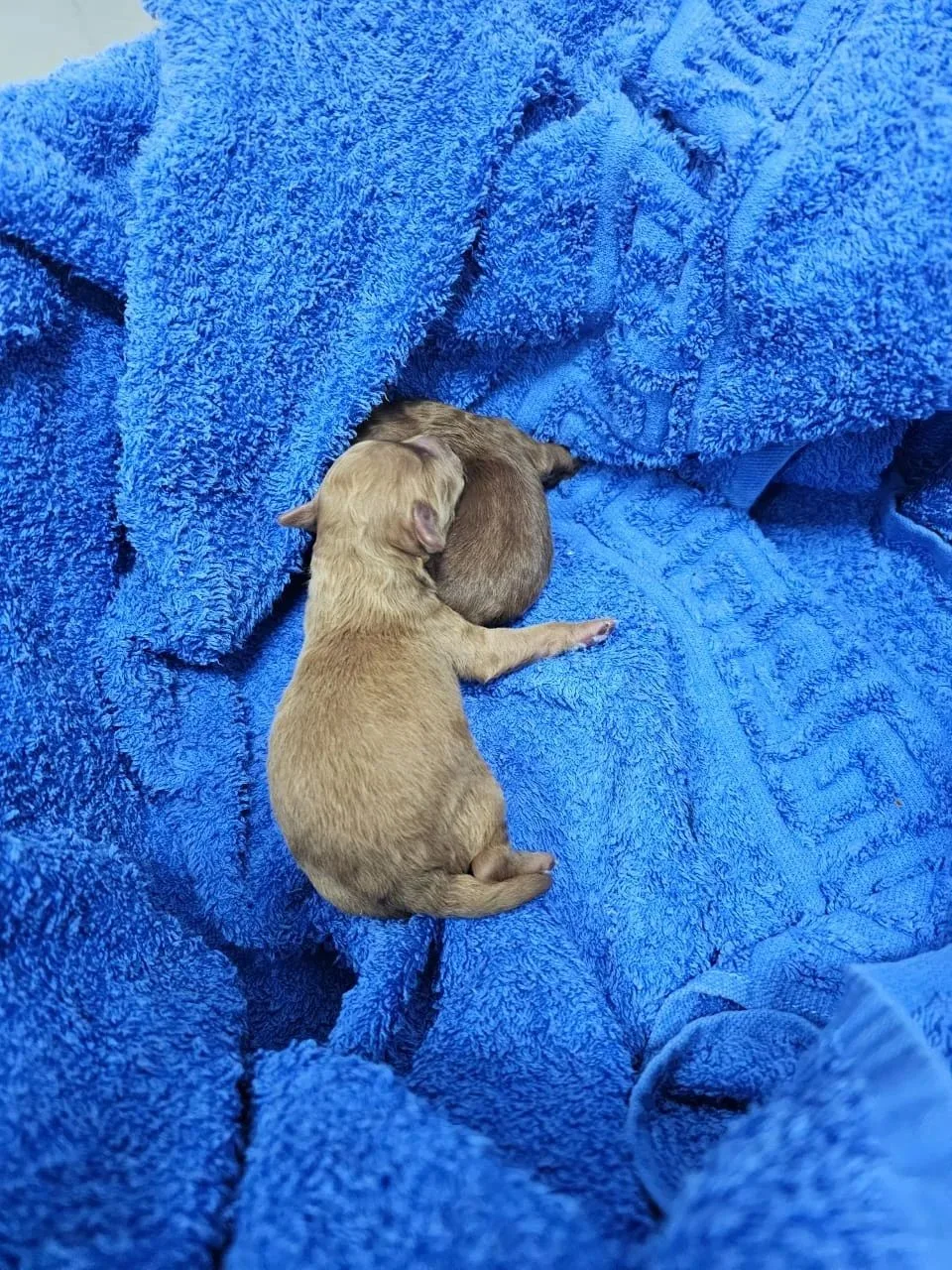 🐶🐶🐶 На прием к ветеринарным специалистам ГБУ АО " Астраханская областная ветеринарна...