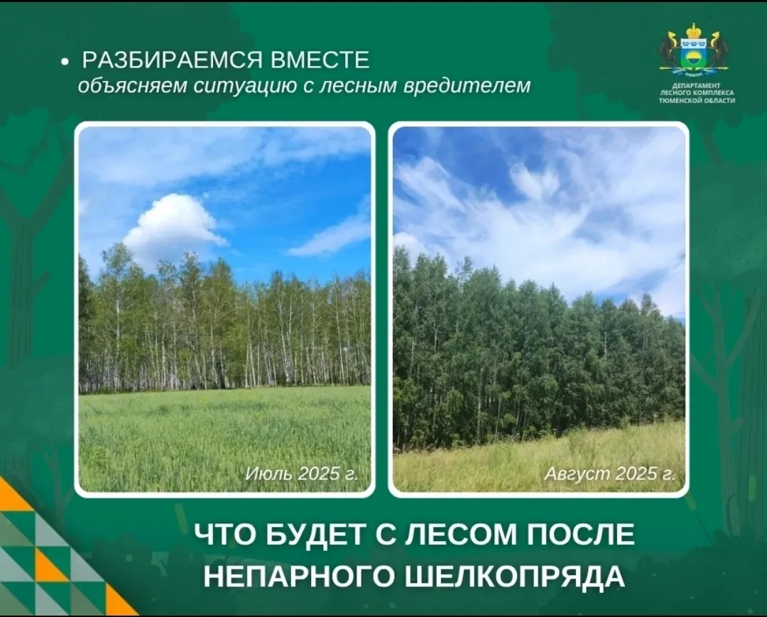🟢 На фотографиях — один и тот же лесной массив в Абатском округе, который был поражен ...