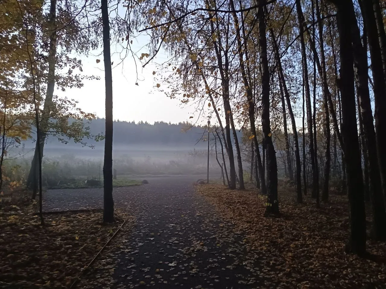 Осень, Октябрь в Говоровском лесу Осенний лес