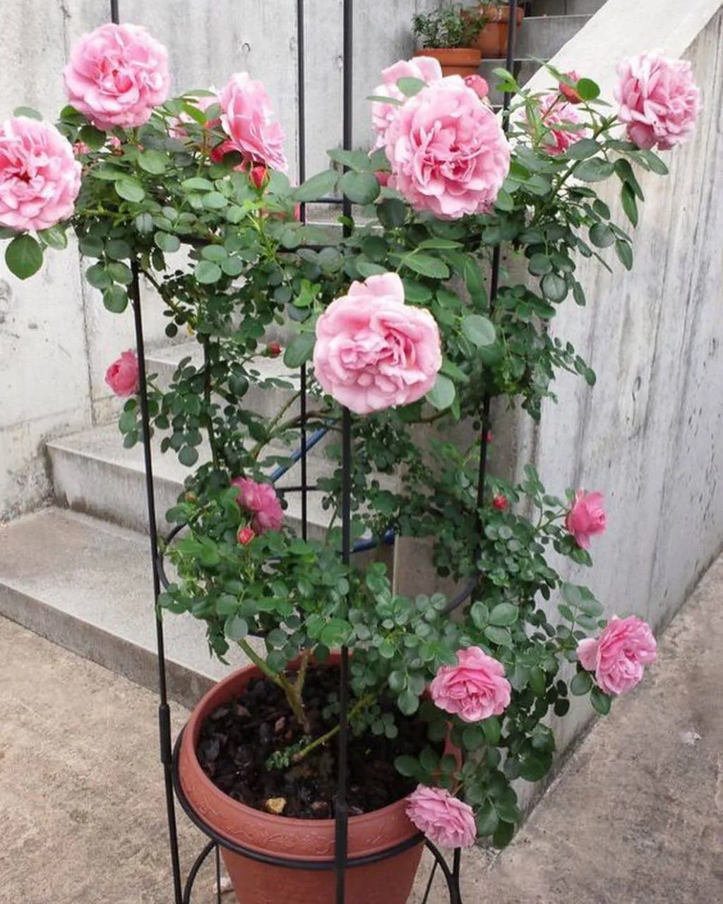 Как красиво разместить розы на участке 🌹

Сохраняйте!

Дача💮Огород💮Цветы
подписаться👇