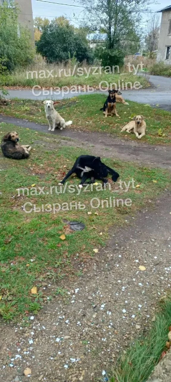 «Стая собак в посёлке у дома рудная 6 дети уже бояться в школу ходить когда их отловят ...