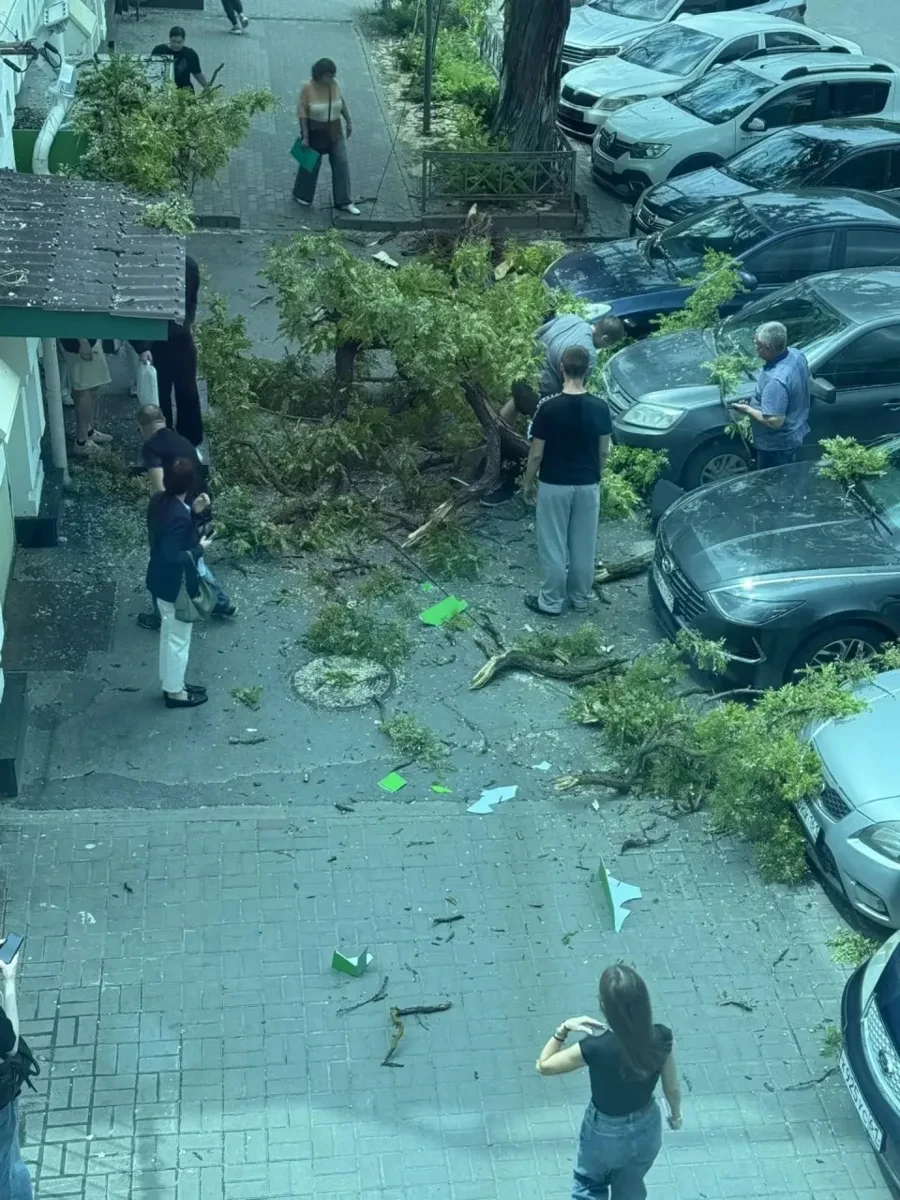❗️Два человека пострадали в Ростове из-за рухнувших деревьев — сухой ствол упал на ребё...
