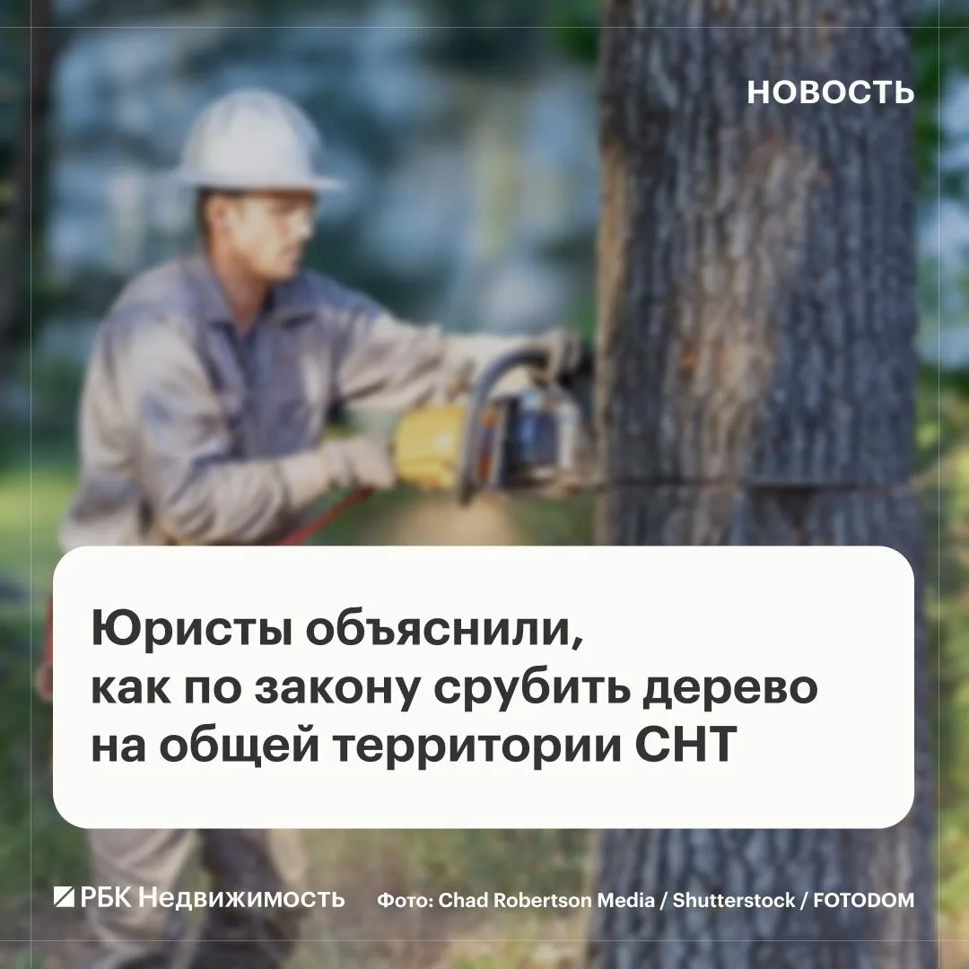 А вот это уже интересно! Оказывается, эти зелёные великаны на общей территории СНТ, кот...